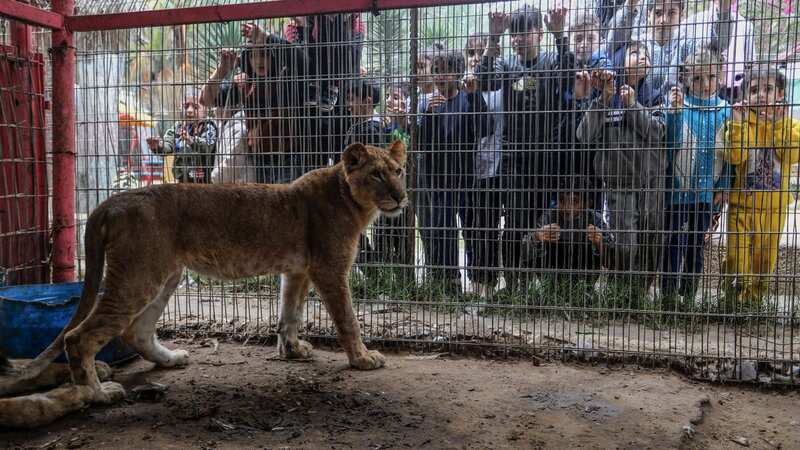 Lions struggle to find food and medical treatment in the zoo (Image: Anadolu via Getty Images)