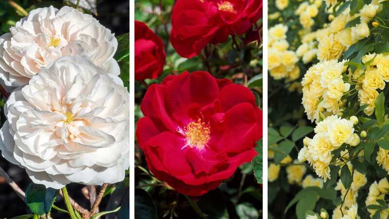 A rose by any other name ... from left are the Macmillan Nurse rose, the Tuscany Superb and the Rosa Banksiae Lutea (Image: Getty)