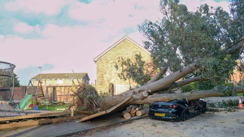Storm Henk down a tree on this expensive Lexus car at Stamford-le-Hope in Essex (Image: ROB WELHAM / McLELLAN)