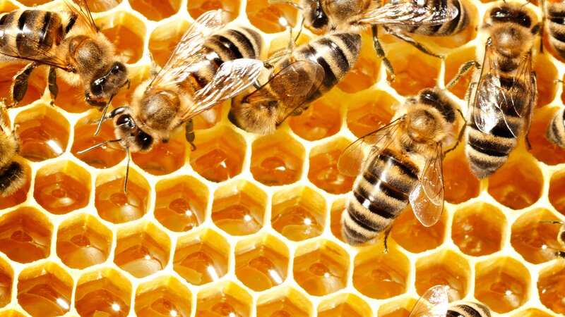 Honey can provide unique health benefits if consumed in moderation (Image: Getty Images)