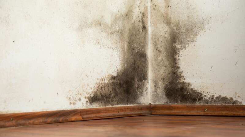 Mould is a fungus which grows and thrives in damp enviroments (Image: Getty Images/iStockphoto)