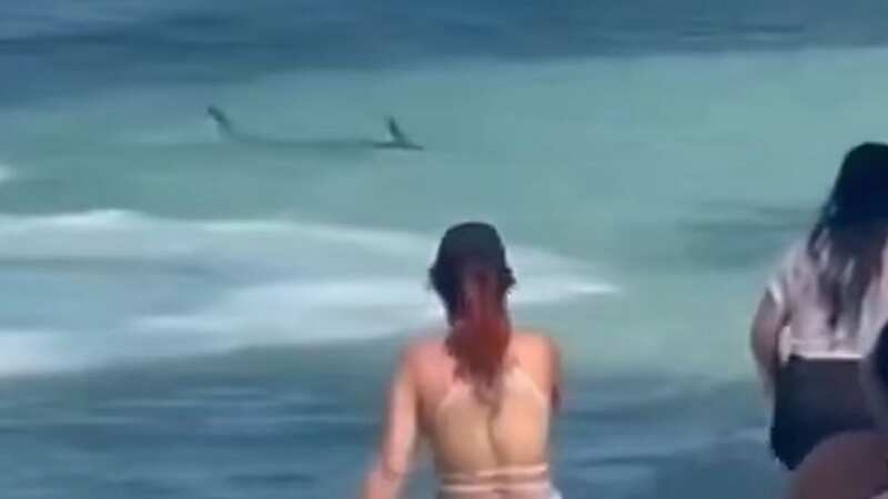 Killer shark filmed thrashing around in shallow water on beach as tourists flee