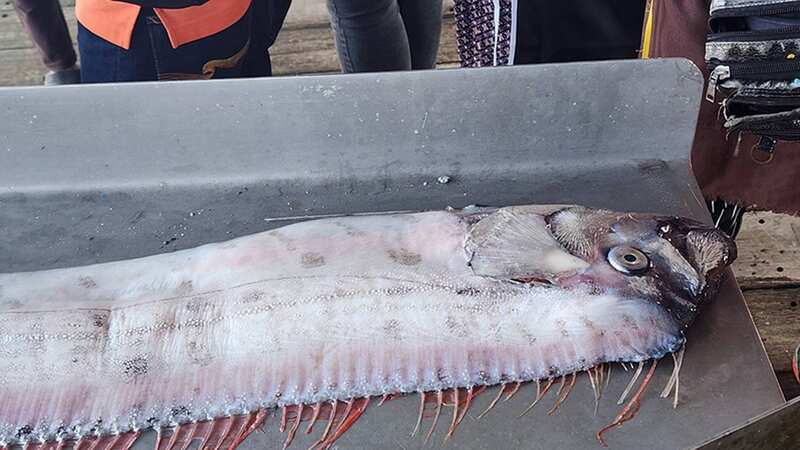 Fishermen in Thailand found the harbinger oarfish in shallow waters this week (Image: Jam Press)