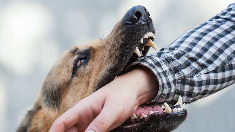 Dog trainer warns of three breeds first-time owners should never get
