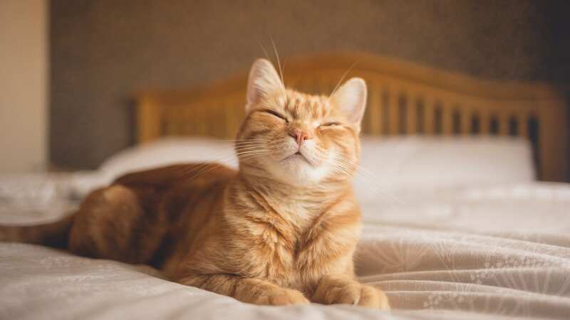 Neighbour tells cat owner that her cat
