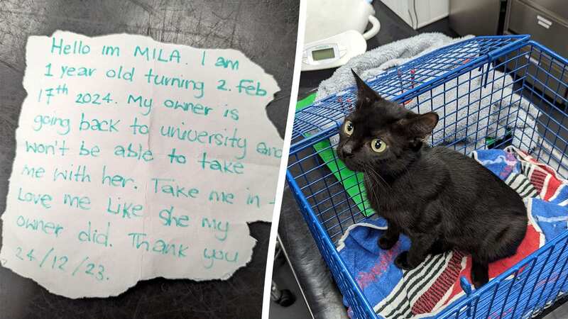 One-year-old black cat Mila was found abandoned in a park in East London by passersby who noticed the bag moving (Image: RSPCA / SWNS)