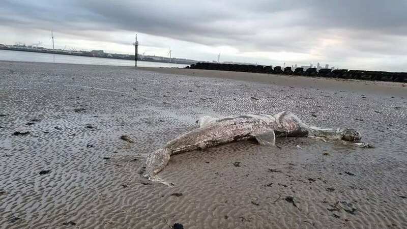 The remains of the basking shark on New Brighton beach (Image: unknown)