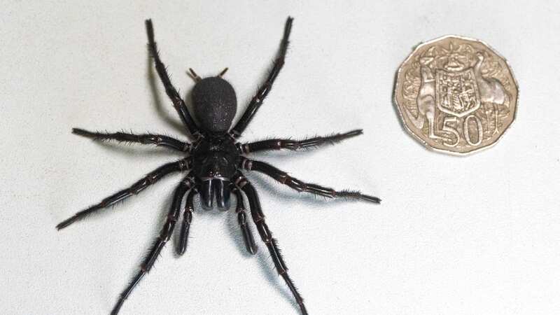 The deadly funnel-web spider is the most poisionous arachnid on earth - and Hercules is the biggest ever found (Image: AP)