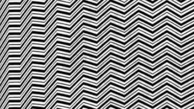 Can you spot the animal? (Full Image Below) (Image: Brightside)