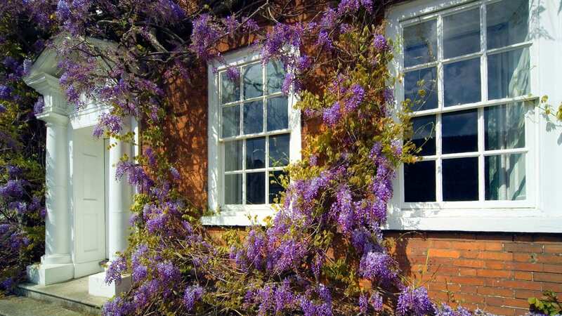Wisteria should be pruned twice a year to ensure a blossoming display (Image: Getty Images/iStockphoto)