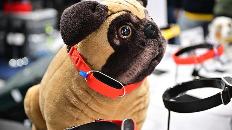 The dog collar received the CES Best Innovation award in the AI category (Image: AFP via Getty Images)