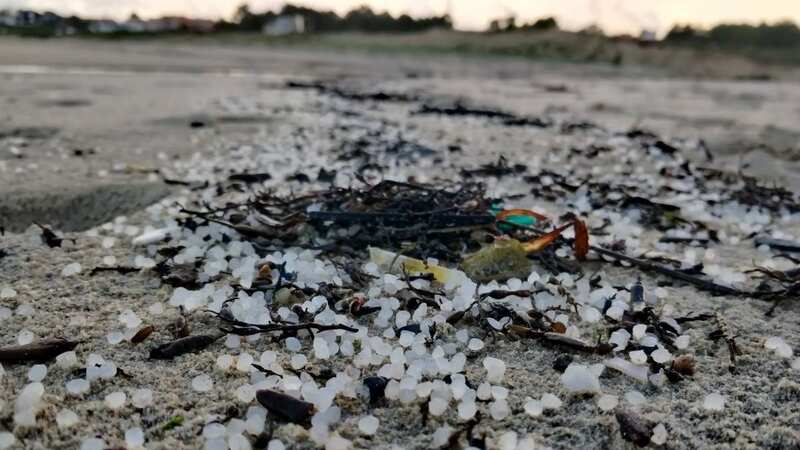 Some of the small plastic pellets washed up on the Galicia coast in Spain