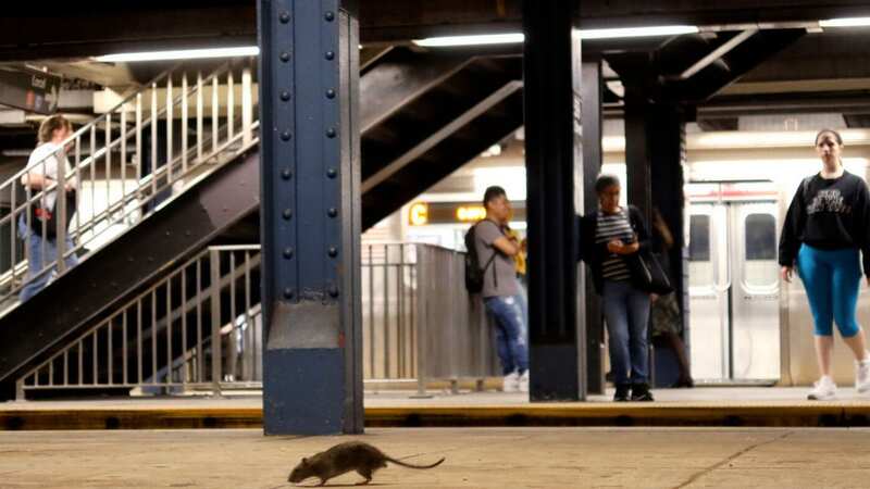 A rat on a subway platform in New York City (Image: Getty Images)
