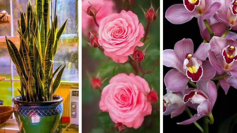 From left are the Snake Plant, roses and Pink Cymbidium orchid. (Image: Getty)