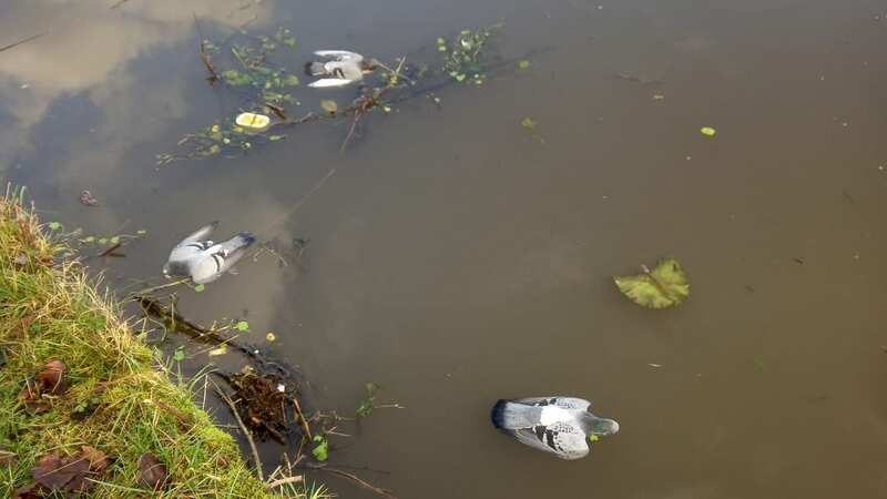 Around 60 dead pigeons were spotted floating in a canal in Ormskirk (Image: Liverpool Echo)