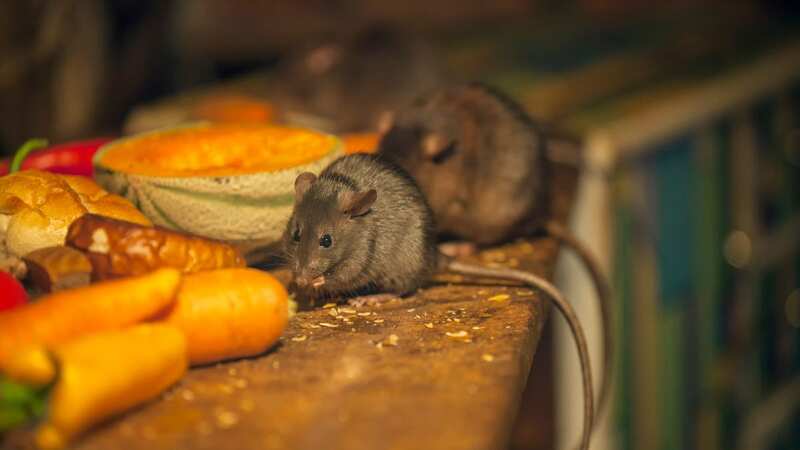 There has been a spike in cases of rats invading homes (Image: Getty Images/iStockphoto)