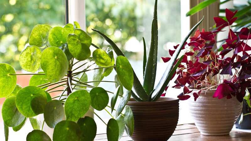 Houseplants can provide endless joy if cared for properly (Image: Getty Images/iStockphoto)