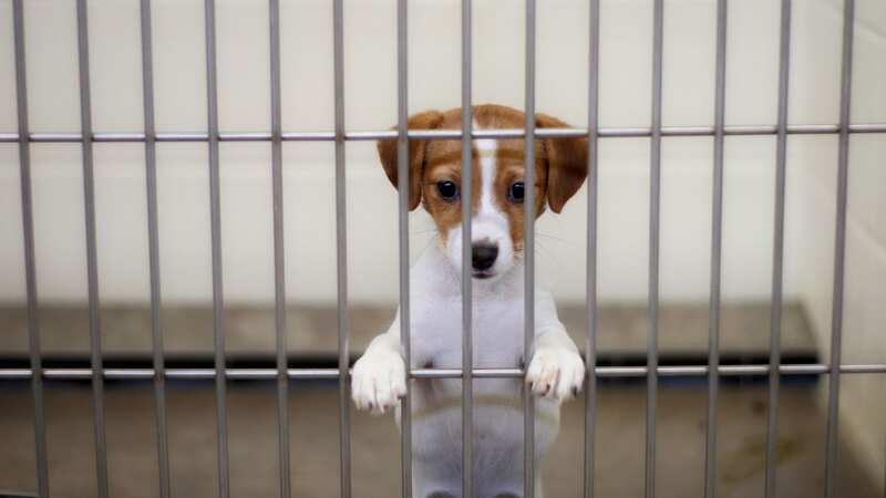 Fulton County Humane Society has called on people to be "better" for their dogs (Image: Getty Images)