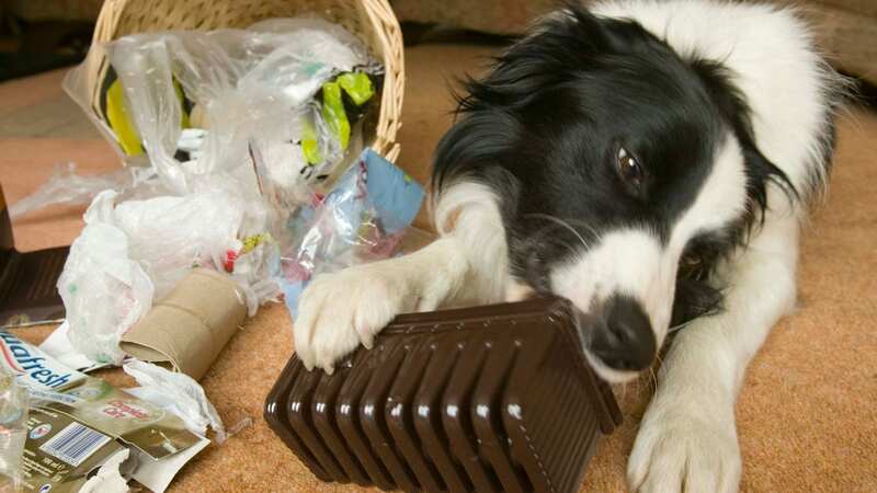 A Border collie chews on trash after tipping over a wastebasket. File image (Image: Getty Images)