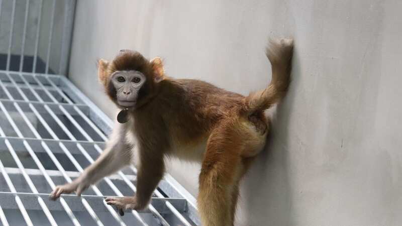 Cloned Rhesus monkey called ReTro (Image: PA)