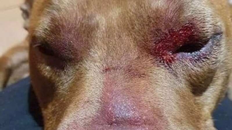Morris was left with severe bruising to his head and face (Image: Friends of Rescue)