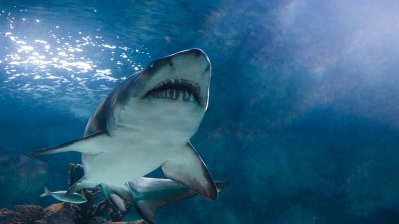 Boy, 10, mauled by shark at Bahamas resort during 