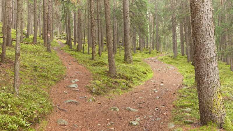 This puzzle challenges you to use your decision making skills and decipher which path is the right one to take (Image: Getty Images/iStockphoto)