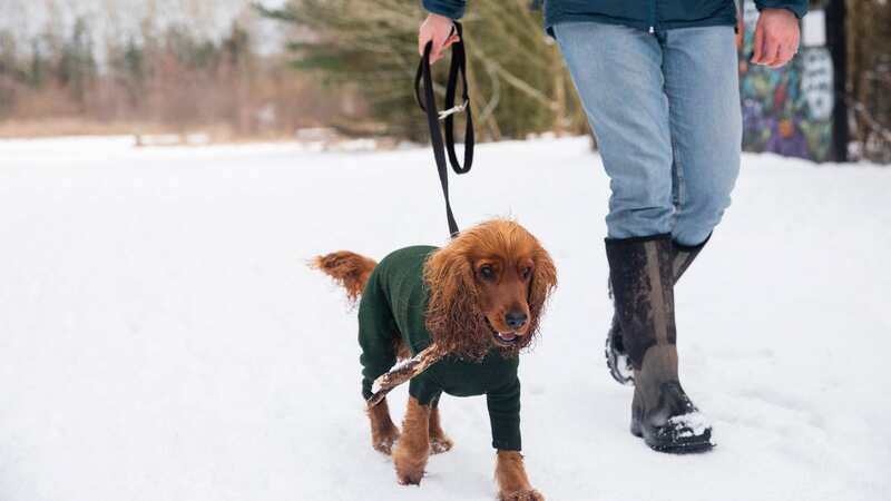 Taking your dog out for a walk is important for your furry friend’s health but if temperatures are too cold, owners should take precautions (Image: Getty Images)