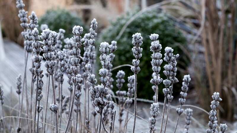 The frosty conditions can damage plants and cause them to snap (Image: Getty Images)