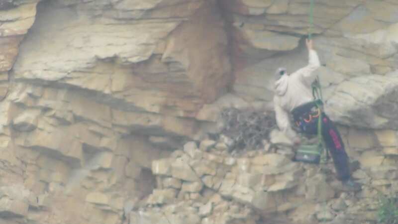 Christopher Wheeldon was caught on camera abseiling down a cliff face to steal falcon eggs