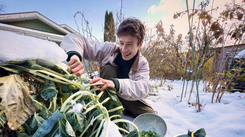 As temperatures dip, it can be tough time for gardeners to protect their plants (Image: Getty Images)