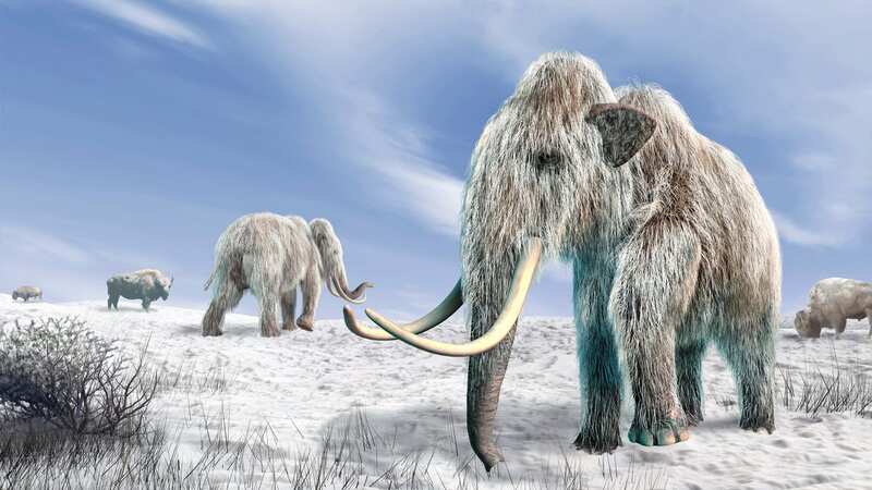 The study determined the movements of mammoths and early hunters (Image: Getty Images)