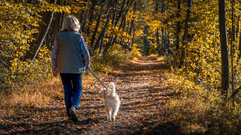 Dog walkers have been warned of meat "stuffed with pills". Stock image (Image: Getty Images/iStockphoto)