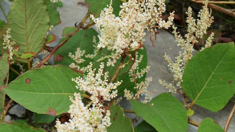 The invasive Japanese knotweed can impact you home and those of neighbouring properties (Image: Getty Images/iStockphoto)