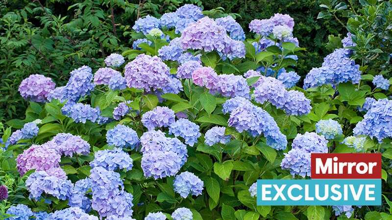 Some varieties of hydrangeas bloom at different times of the year (stock photo) (Image: Getty Images/EyeEm)