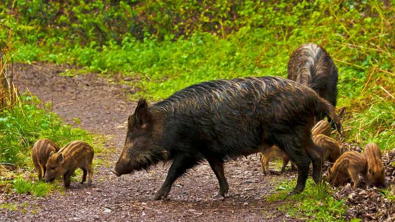 Wild boar have been causing issues in the Forest of Dean (Image: ITV)
