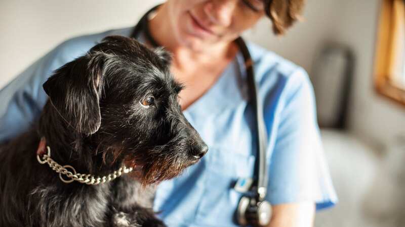 Losing a pet can be devastating (Image: Getty Images)