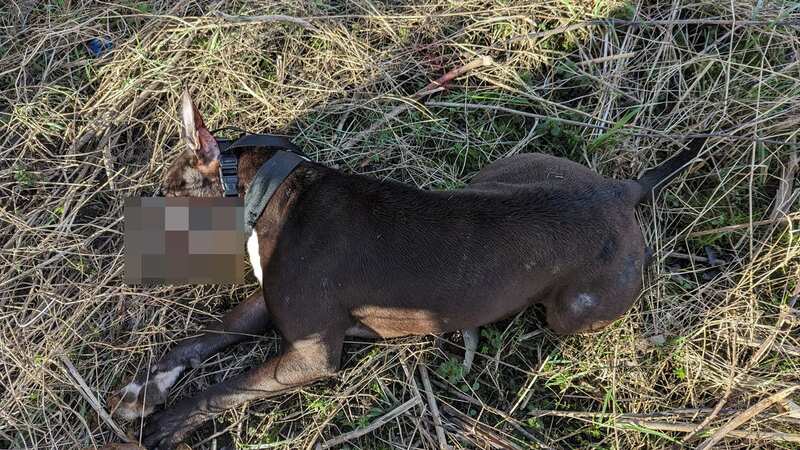 Muzzled XL Bully thrown to her death from bridge in 