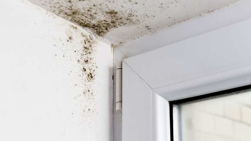 Mould can build up in the winter months (Image: Getty Images/iStockphoto)