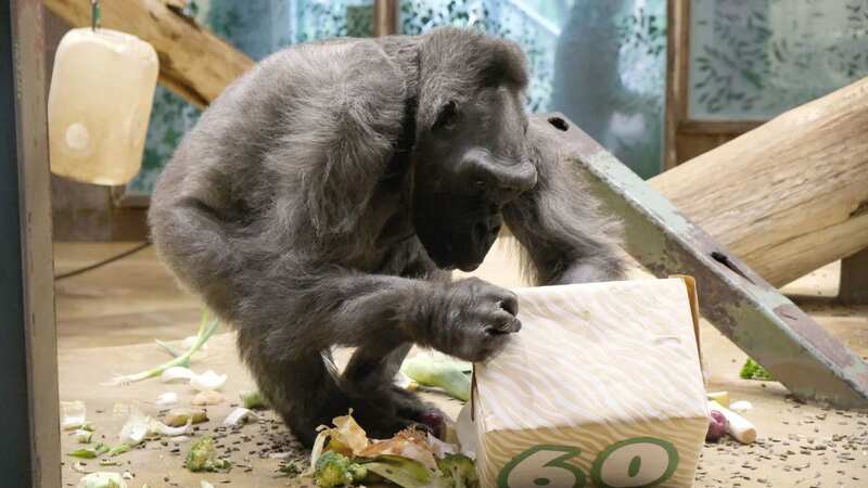 Delilah was one of the oldest gorillas in the world (Image: PA)
