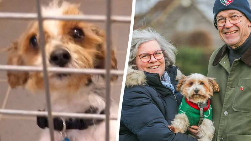 Eight in 10 rescue pet parents say that adopting their furry friend from a shelter was the most rewarding thing they have ever done (Image: SWNS)