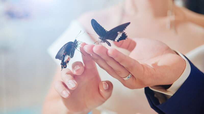 Butterflies are released at weddings but some don