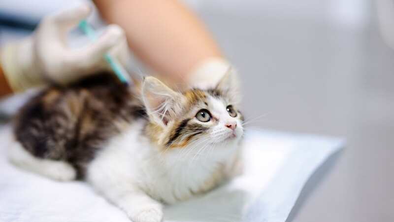 A vet sent a letter to the cat reminding him of his check up (stock photo) (Image: Getty Images/iStockphoto)