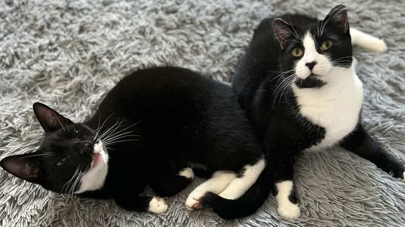 Smooch (left) and Thumper (right) are only 10 months old (Image: Supplied)