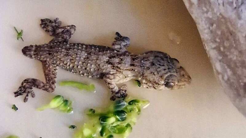A dad was astonished to find a baby gecko in a bag of chillies bought from Asda (Image: DAILY POST WALES)