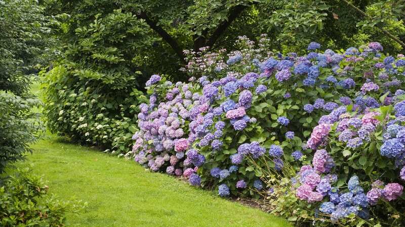 Protect your hydrangeas over winter with this tip (Image: Getty Images/age fotostock RM)