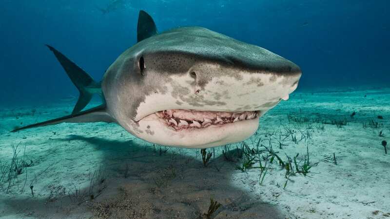 A tiger shark eats mall marine life such as sea turtles have fallen prey to their teeth (Image: Getty Images/Image Source)