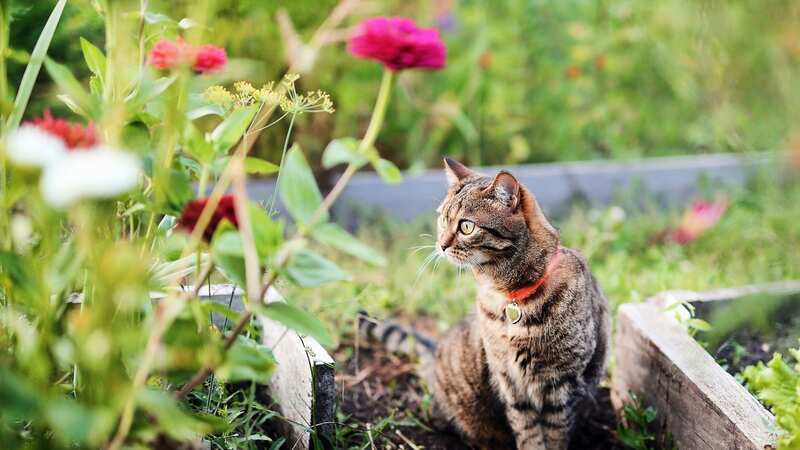 Repel cats naturally with this hack (Image: Getty Images)
