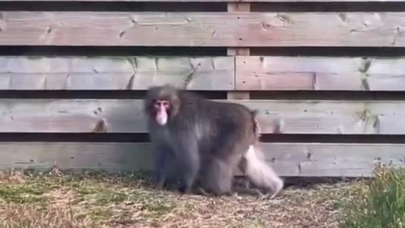 The Japanese macaque escaped its enclosure (Image: No credit)
