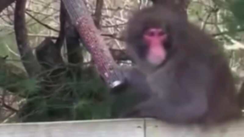 The Japanese macaque escaped its enclosure (Image: No credit)